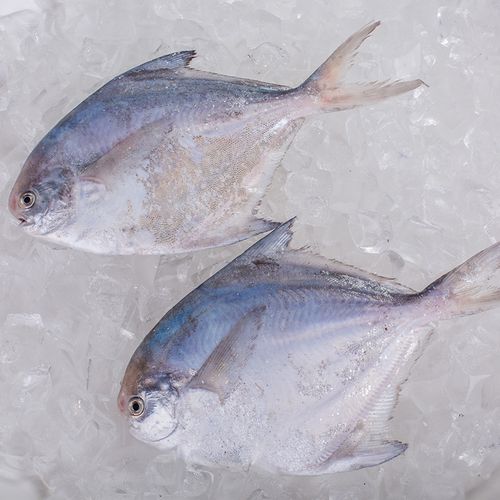 鲜活水产新鲜捕捞天然冷冻4条鲜吕500g鲳鱼鲳鱼