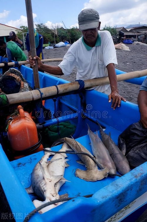 越南农业与农村发展部 油价持续上涨,应出台渔民专项扶持政策